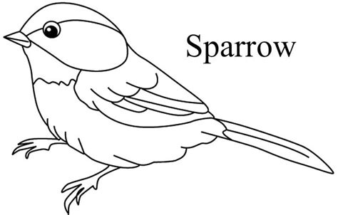 bird coloring pages sparrow   birds bird coloring pages