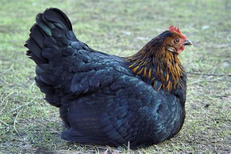 black sex link brown egg laying chickens cackle hatchery®