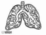 Lungs Respiratory Worksheets Lung Anatomy sketch template