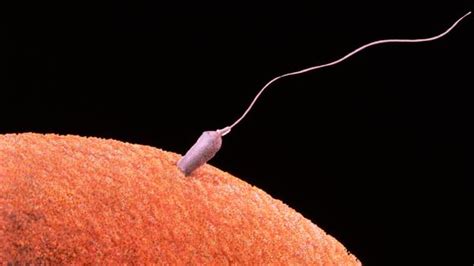 bbc future the moral maze of using a dead man s sperm