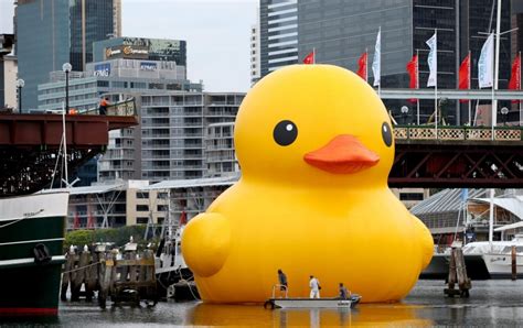 Giant Duck Lights Up Sydney Festival Metro News