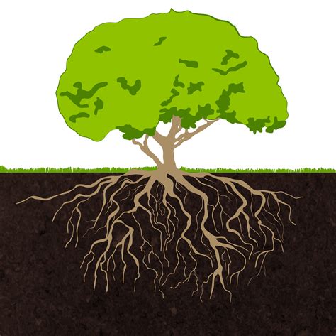 tree roots sketch  vector art  vecteezy