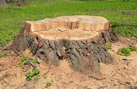 tree stump removal  important