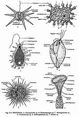 Animalia Kingdom Protozoa Pseudopodia Subdivisions Zoology Flagella Phylum sketch template