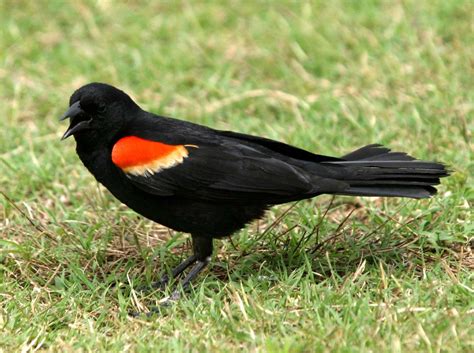 red winged blackbird  alliance   animals