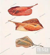 Afbeeldingsresultaten voor "raja Circularis". Grootte: 169 x 185. Bron: www.agefotostock.com