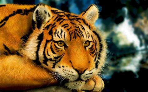 hintergrundbild fuer handys tigers tiere  bild kostenlos