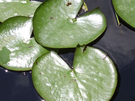 water lily leaves  stock photo public domain pictures