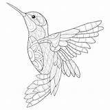 Hummingbird Suitable Toddlers sketch template