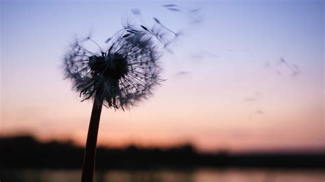 pusteblume bilder themenwoche vom loewenzahn zur pusteblume inkl