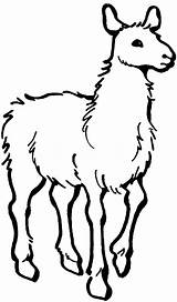 Lama Designlooter Llama sketch template