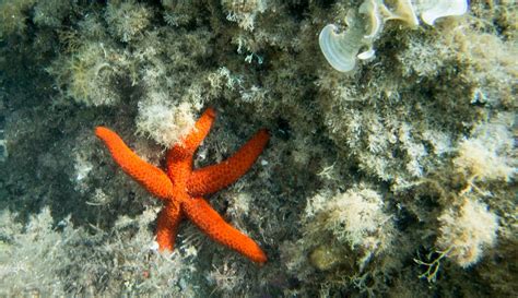 orange starfish photo  animal image  unsplash