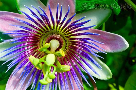Beautiful Flower Flickr Photo Sharing
