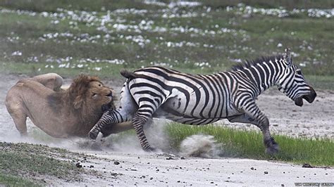 amazing pictures zebra fights   lion attack cbbc newsround