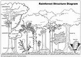 Rainforest Activities Canopy sketch template