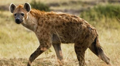 hyenas    intelligent   primates