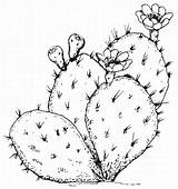 Desenhos Pear Prickly Desert Bordar Suculentas Tutoriais Saguaro Kaktus Dibujo Cactos Macetas Riscos Tunas Desierto Vasos Cacto Bastidor Murais Bordado sketch template