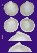 Image result for "thyasira Gouldi". Size: 130 x 185. Source: www.ne.jp
