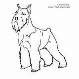 Schnauzer Coloring Terrier Pages Miniature Color Line Dog Standard Index Own sketch template