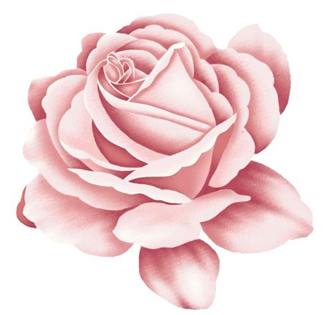 rose tattoo pink rose png    transparent rose