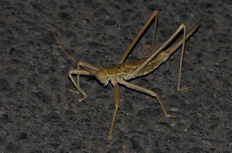 predatory bush cricket saga pedo la lieude merifons  flickr