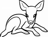 Deer Coloring Pages Drawing Whitetail Buck Baby Animals Colouring Tailed Print Printable Color Drawings Draw Kids Forest Drinking Water Doe sketch template