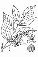 Poison Sumac Ivy Leaf Outline Plants Drawing Oak Information Plant Berries Itch Make Smoother Strcuture Edge Its Has Source Tree sketch template