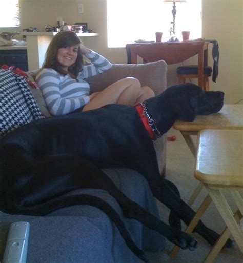 10 Pictures Only Great Dane Owners Will Think Are Funny