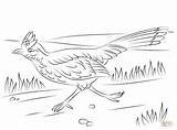 Roadrunner Coloring Pages Run Greater Drawing Printable Realistic Results Supercoloring sketch template