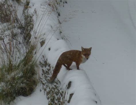 Red Fox On Wall Red Fox In Snow Lifeinthecotswolds