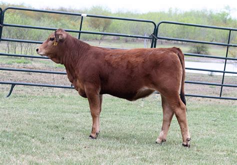 lot 10 lmc betm kendra 5e 145 cattle in motion cattle auctions live broadcasts online