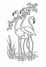 Passeando Flamingos Tudodesenhos Desenho sketch template