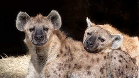 spotted hyena san diego zoo animals plants