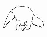 Furry Anteater Coloring Coloringcrew sketch template