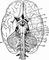 Brain Anatomy Coloring Pages Human Physiology Printable Base Kids Color Books Clipart Getcolorings Etc Cerebral Popular Section Coloringhome Library Getdrawings sketch template