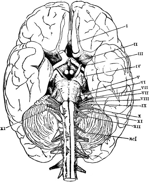 anatomy coloring pages  kids coloring home