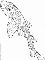 Shark Zebra Bullhead Coloring Pages Kids Colouring Print sketch template