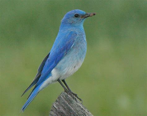 mountain bluebird gathering  full swing east idaho news