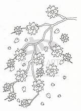 Cherry Blossom Coloring Pages Tree Drawing Tattoo Trees Flower Outline Beautiful Visit Ziyaret Et Butterfly sketch template