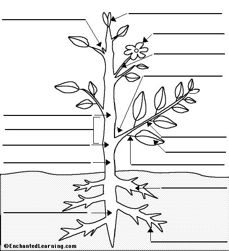 label flowering plant anatomy glossary enchantedlearningcom