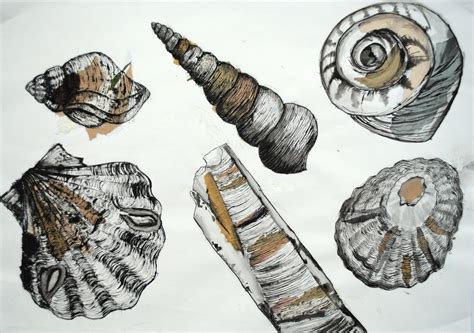 images  pinecone  shell drawings  pinterest