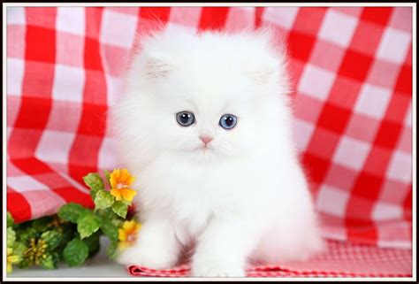 cashmere white teacup persian kittenultra rare persian kittens  sale