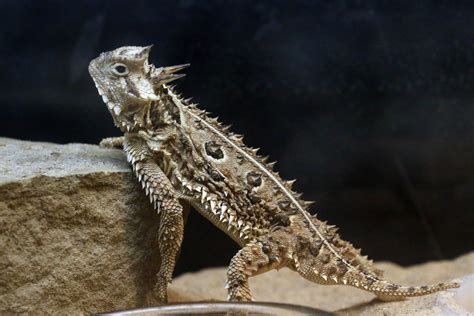 Texana Thursday 3 Things You Might Not Know About Texas Horned Lizards