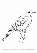 Nightingale Draw Drawing Step Birds Bird Drawings Line Drawingtutorials101 Sketch Small Singing Tutorials Learn 3d Tutorial Animals Visit Siterubix Ilovetodraw sketch template