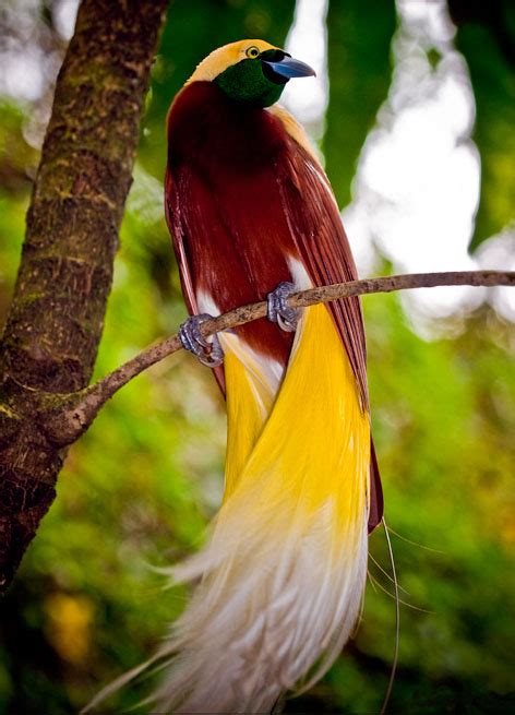 Top 10 Most Beautiful Birds