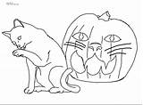 Coloring Cat Pages Adults Getcolorings sketch template