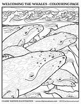 Colouring Whales sketch template