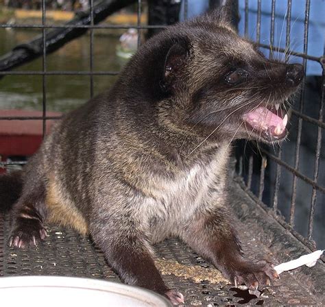 palm civet attacks