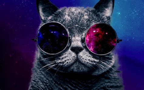 High Cat With Sunglasses Quak Quaks Of The Ugly Duckling