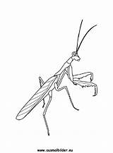 Gottesanbeterin Ausmalbilder Ausmalbild Mantis Praying Tiere sketch template